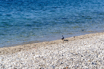 the pigeon looks around the seashore