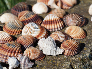 Mixed colorful sea shells as background