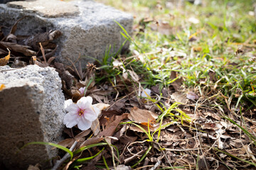 Sakura that fell to the ground