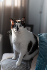 vertical composition. Black and white cat with blue eyes sitting on a sofa, looks at the camera