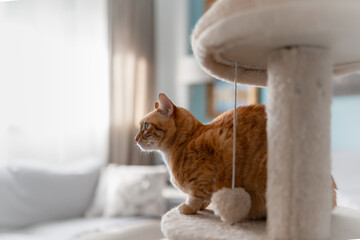 Brown tabby cat on a scratching tower. profile view