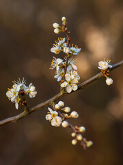 Twig of shrubs blackthorn (Prunus spinosa) with blooming white flowers, macrophotography with nice background