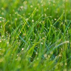 Grass leaves with drops of morning dew in backlight