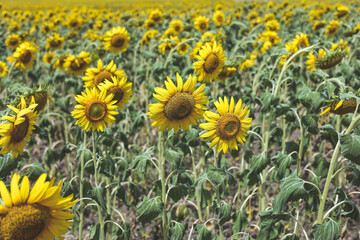 Blooming yellow sunflowers growing in beautiful field. Summer bright nature. Sunflower summertime natural background. 