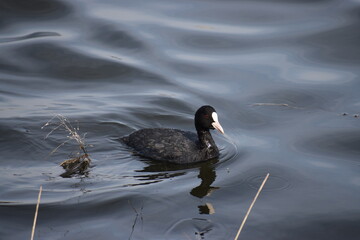泳ぐオオバン②