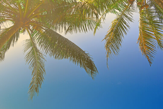 Palm tree leaves against blue sky at Tanjung Aru Beach, Sabah, Malaysia.
