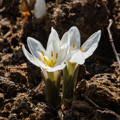 White crocuses in the backlit in garden in spring