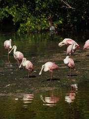 Group of Roseate spoonbills resting