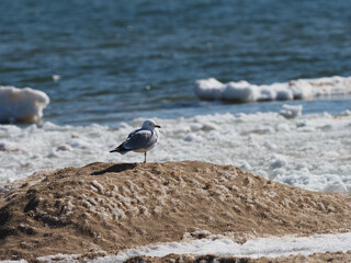 Ring-billed gull (Larus delawarensis) perched on ice mound