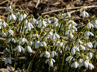Several snowdrops in the garden in the spring