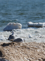 Ring-billed gull (Larus delawarensis) perched on ice mound