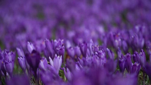Group of purple crocus flowers on a spring meadow. Crocus blossom.