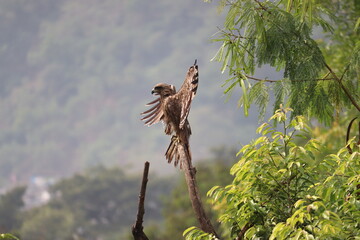 An Indian Black Kite spreading its wings to dry the wet feathers after the summer rain, perched on a dry tree branch among green trees around.