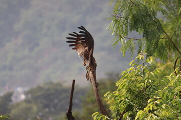 An Indian Black Kite spreading its wings to dry the wet feathers after the summer rain, perched on a dry tree branch among green trees around.