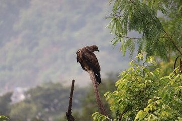 An Indian Black Kite perched on a dry tree branch among green trees around.