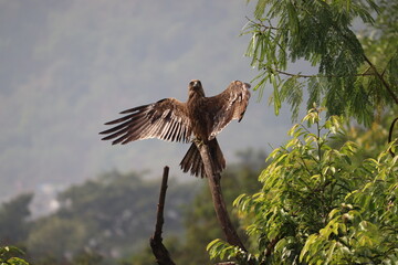 An Indian Black Kite spreading its wings to dry the wet feathers after the summer rain, perched on a dry tree branch among green trees around.