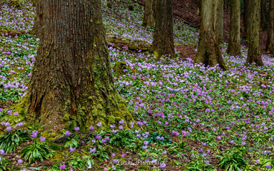 ショウジョウバカマの群生地　栃木　春の花