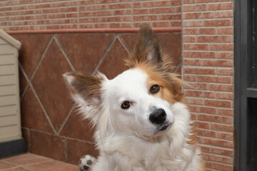 The most beautiful dog in the world Smiling charming adorable sable brown and white border collie.