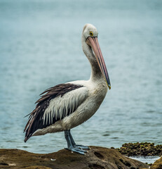 Fototapeta na wymiar Australian Pelican - Pelicanus conspiculatus