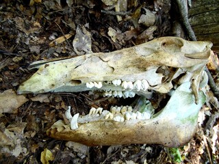 skull of a wild boar on a background of fallen leaves, close up