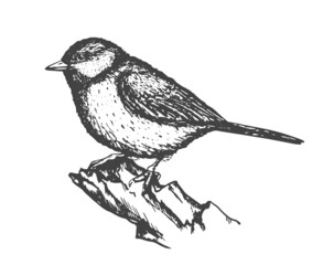 Great Tit. Hand drawn illustration converted to vector.