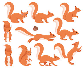 Squirrel collection. Animal design. Vector illustration isolated on white background © Igor