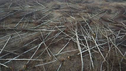 Deforested area drone top view. Forestry exploitation concept