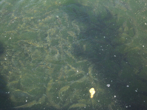 A top view of lake water, with fishes swimming underwater, in Rajsamand Lake, near Udaipur.