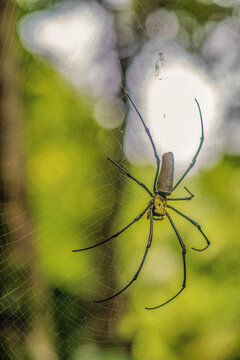 Northern Golden Orb-Weaving Spider - Nephilia pilipes