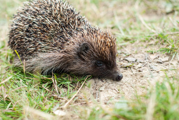 Little hedgehog walks on the grass. Wildlife fauna. Animal (mammals) with spines. European hedgehog