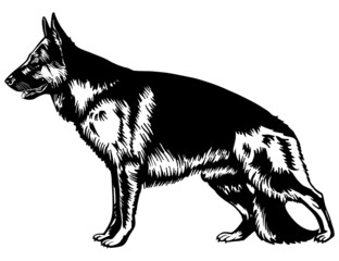 German Shepherd Dog. Vector Illustration