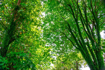 Obraz premium Beautiful green forest