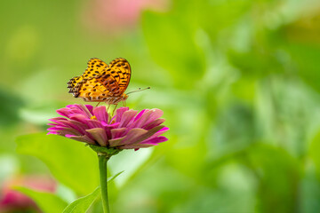 Close-up of a beautiful butterfly (Indian fritillary) sitting a leave / flower