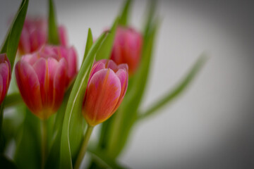 Tulpen