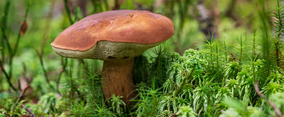 Pilz im Wald - Frischer Pilz im moos