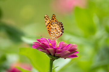 Close-up of a beautiful butterfly (Indian fritillary) sitting a leave / flower