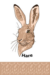 Hare head of wild animal living in nature with a print texture of the skin