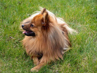 Red dog on green grass. Spitz dog breed. Spitz on green grass.