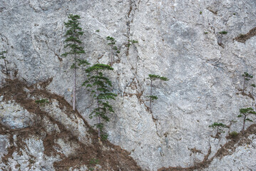 Pine trees on Delikli-Burun Finger rock. Crimea
