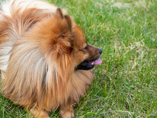 Red dog on green grass. Spitz dog breed. Spitz on green grass.