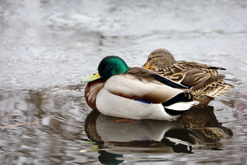 Couple of mallard ducks resting on melting ice. Male and female wild ducks on spring lake