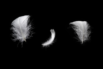Obraz premium White feather isolated on a black background.