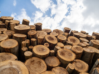Pile of logs, timber harvesting, forest woodworking industry. logging in the forest.