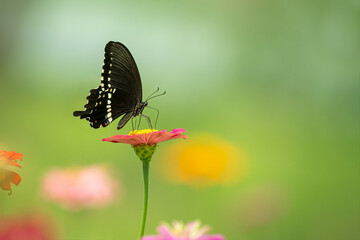 Close-up of a beautiful butterfly (common mormon) sitting a leave / flower