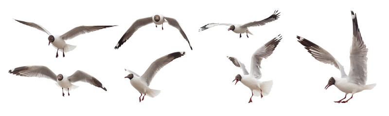 common seagull flying actions isolated - 496645733