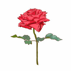 isolated red rose with leaves on white background, flower vector illustration, valentine symbol - 496645775