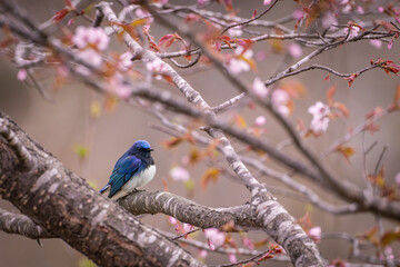 Fototapeta premium 北海道の5月、オオルリと桜。