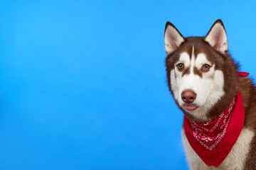 Funny husky breed dog cute showing his tongue on blue background. The concept of canine emotions. Dog waiting for food, dog treats. Banner.