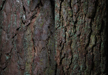 Tree Bark Texture in Soft Daylight. Rough Green-Brown Tree Trunk Close Up. 