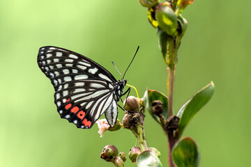 Close-up of a beautiful butterfly (hestina assimilis) sitting a leave / flower